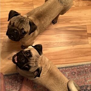 $10 or less items are 4/$20